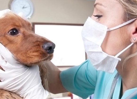 animal care animal care